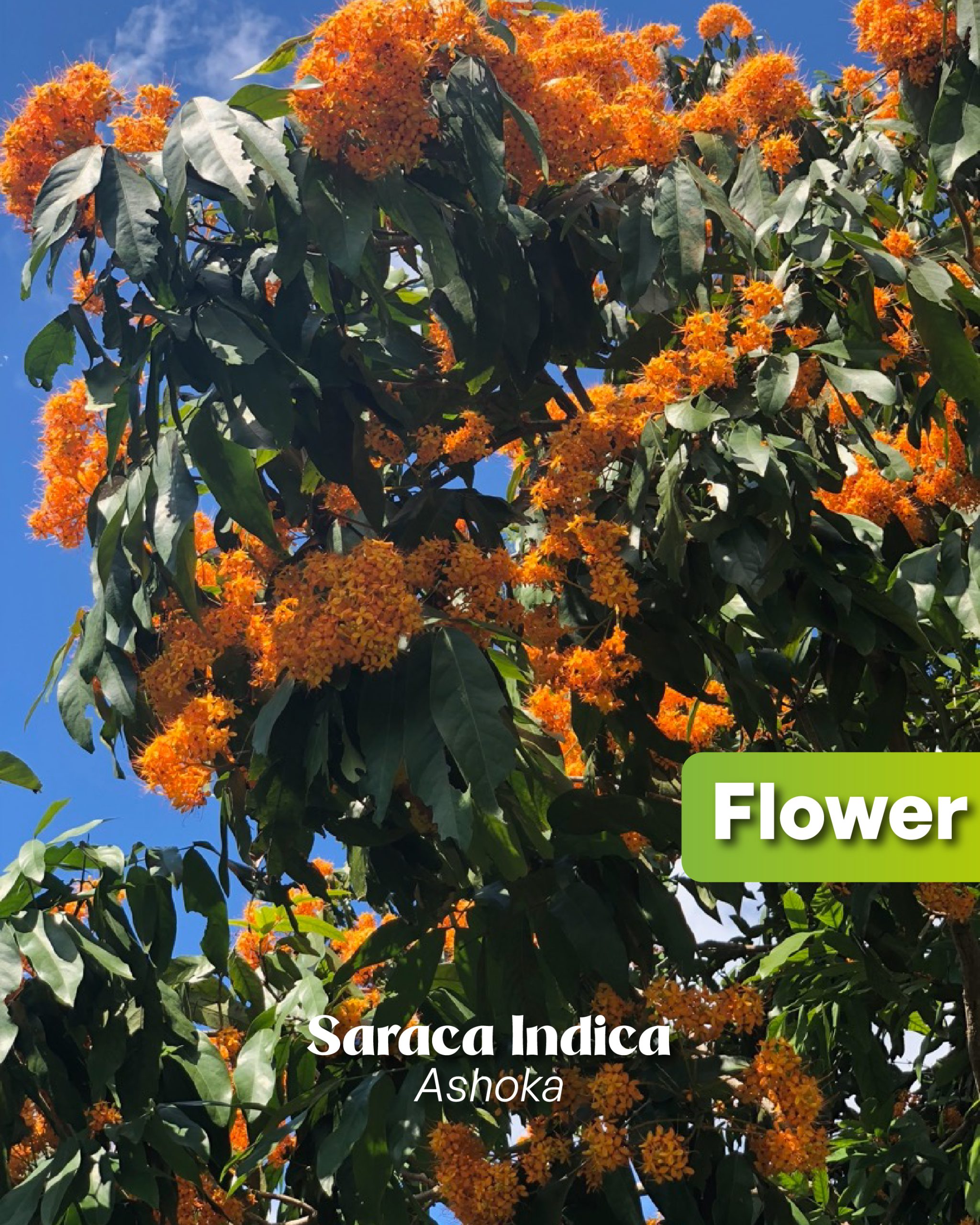 saraca indica ashoka tree tropical winter flower in full bloom