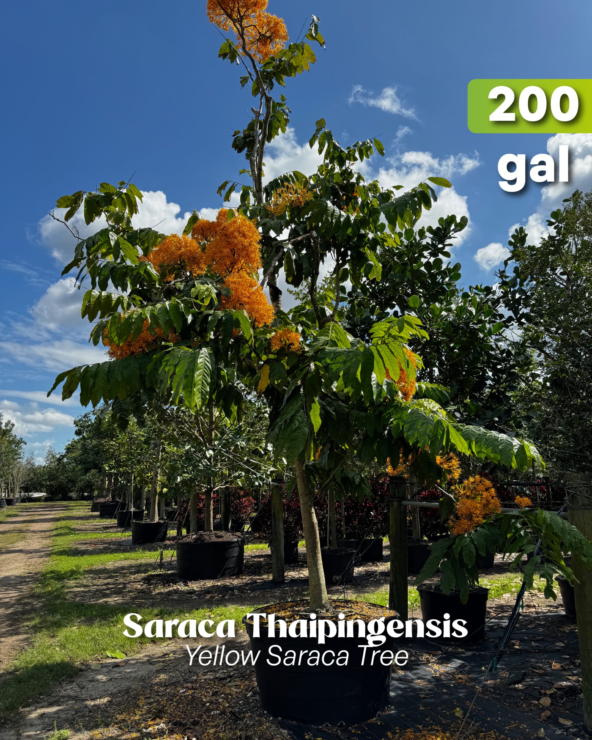 saraca thaipingensis also known as the yellow saraca tree in our tree farm nursery TreeWorld Wholesale in Homestead Florida