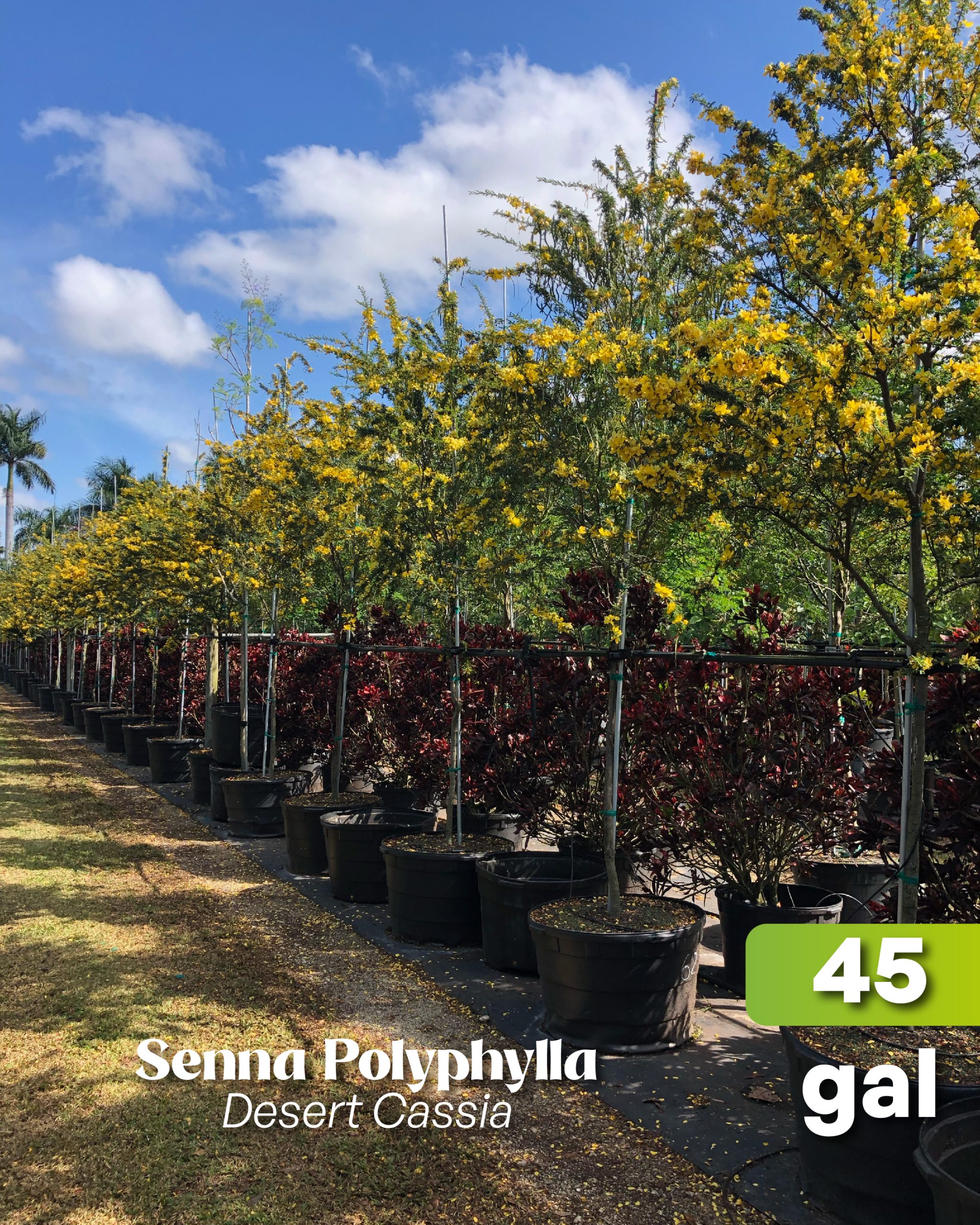 at TreeWorld senna polyphylla desert cassia 45 gallons