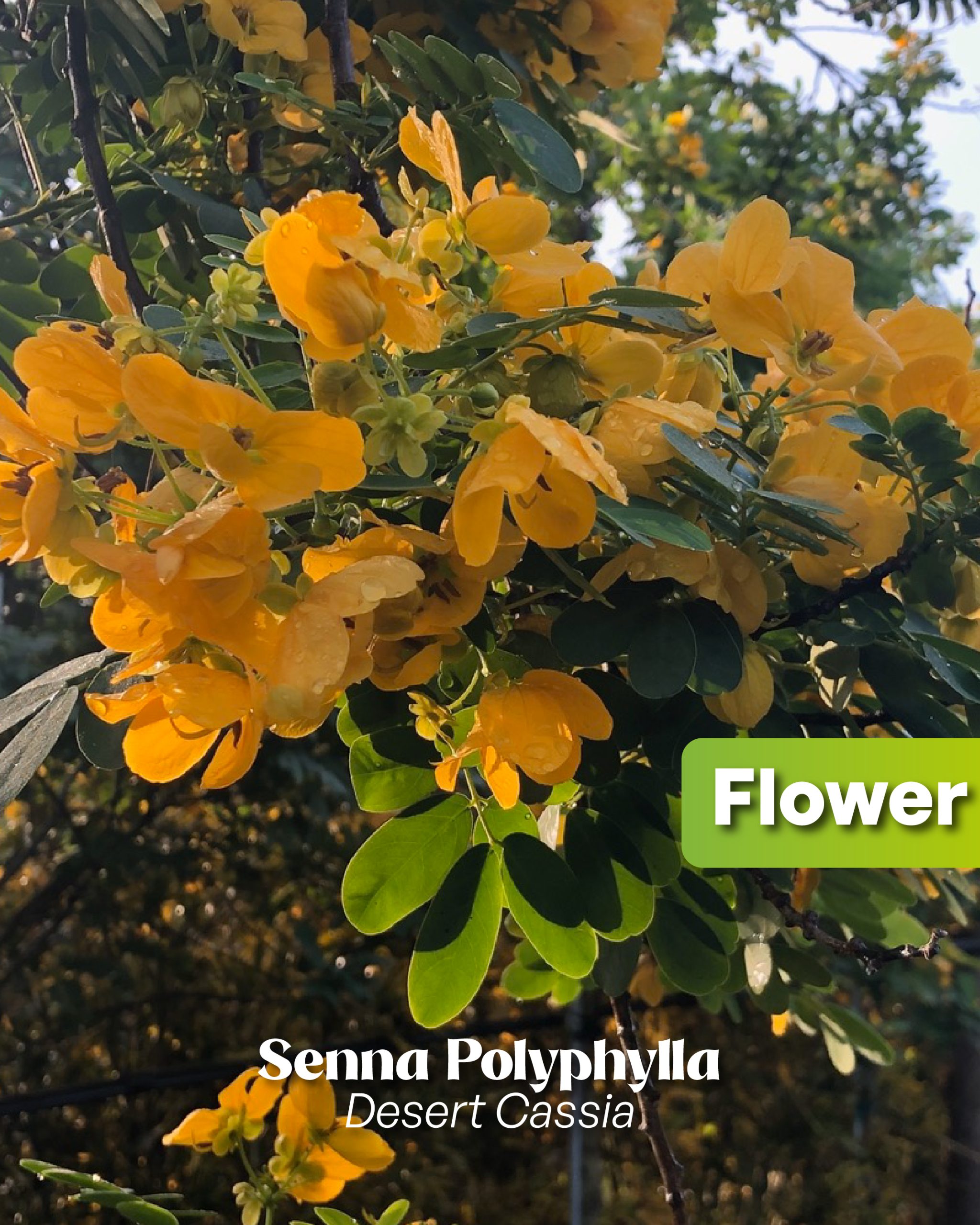 senna polyphylla desert cassia flower tree