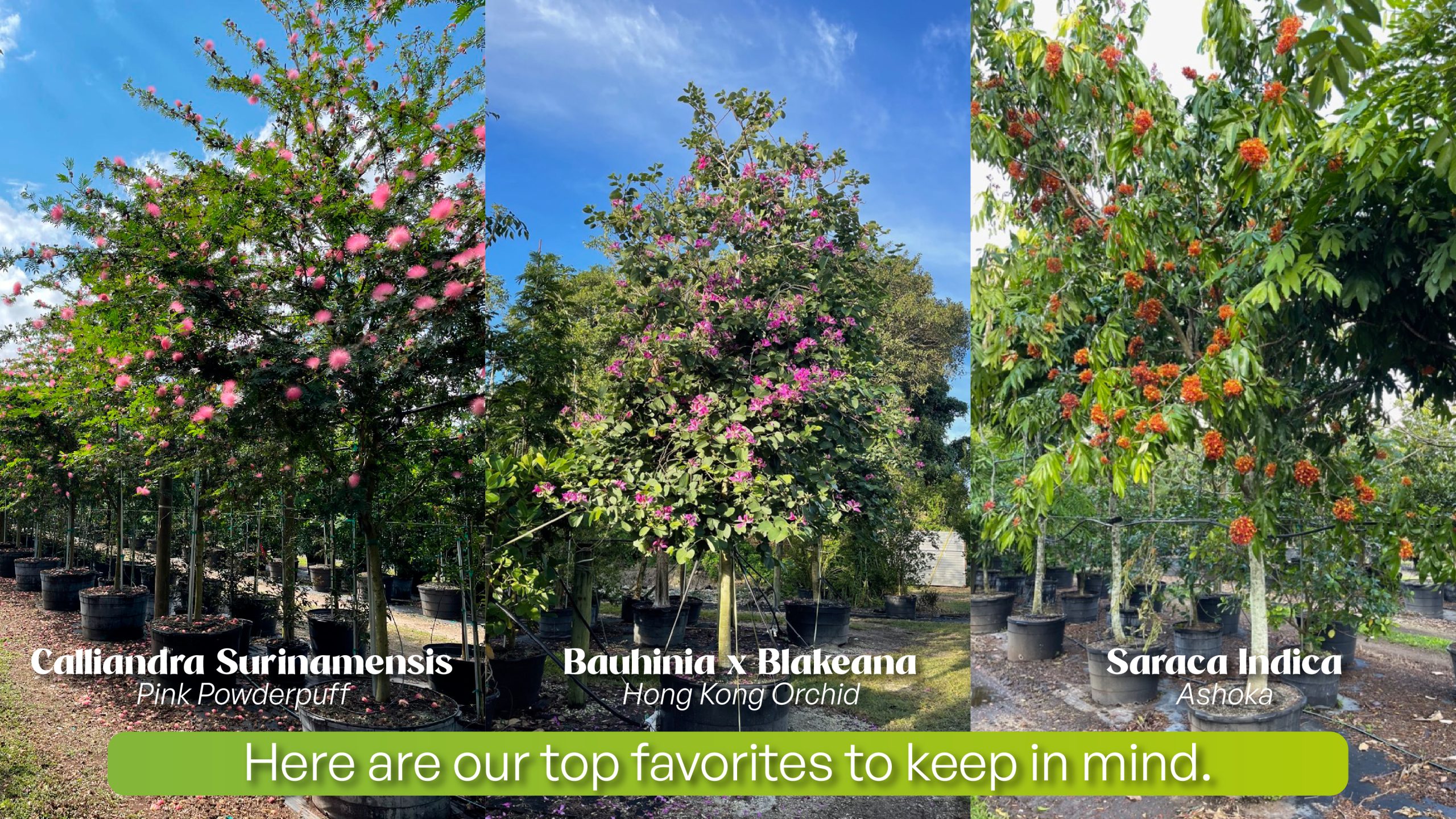 top winter flowering trees in south florida