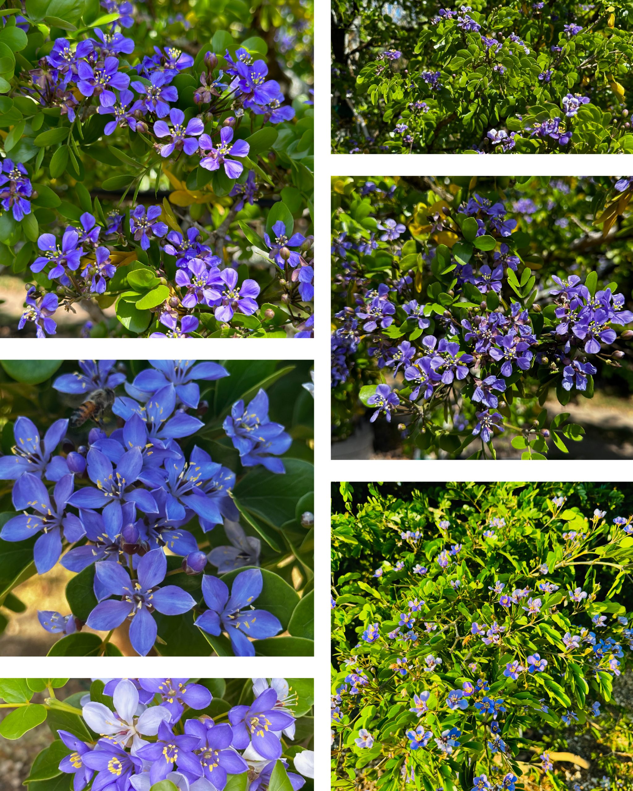 An example of a trees with blue flowers