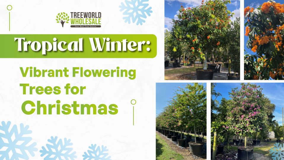 best tropical winter flowering trees