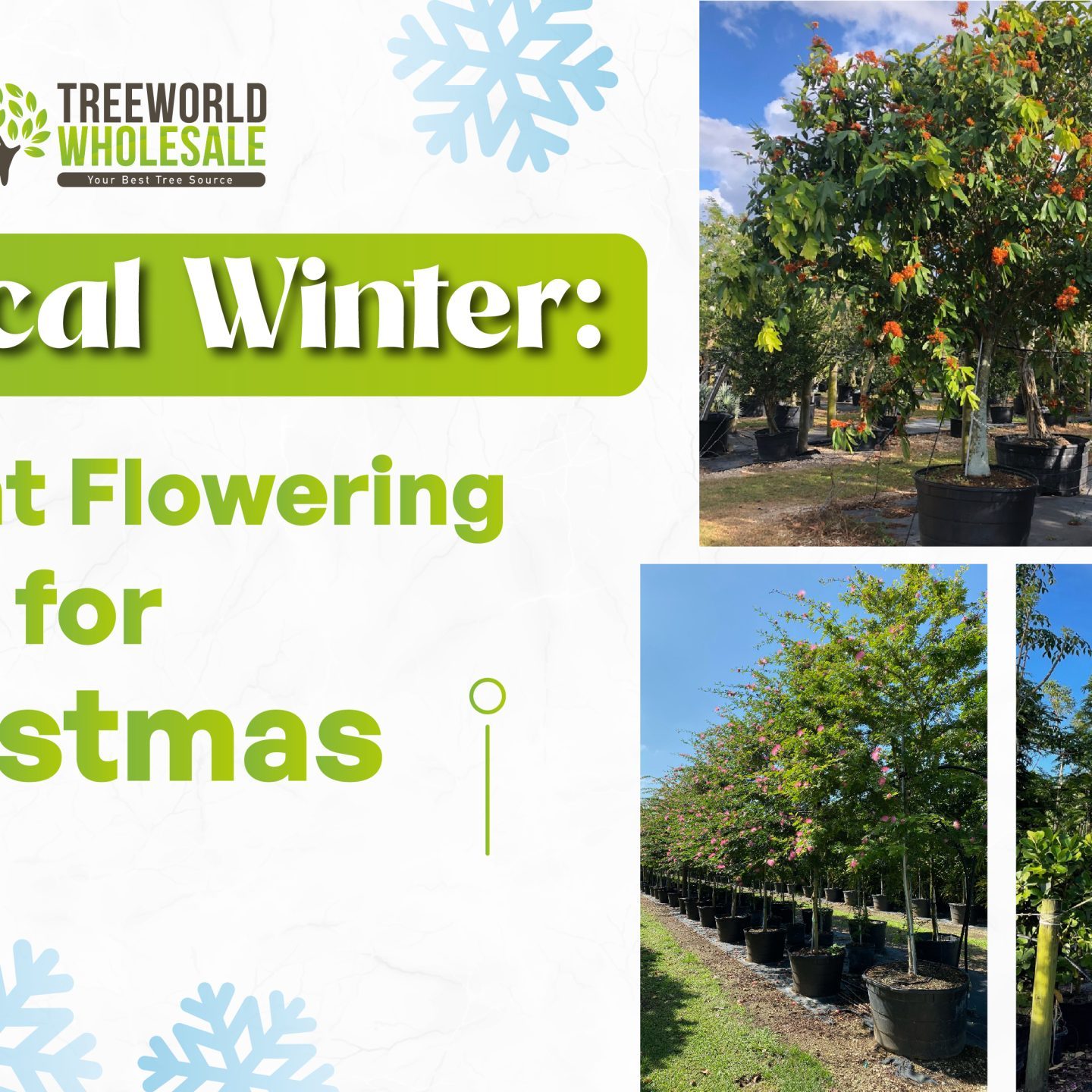 Tropical Winter Flowering Trees | Tree World Wholesale