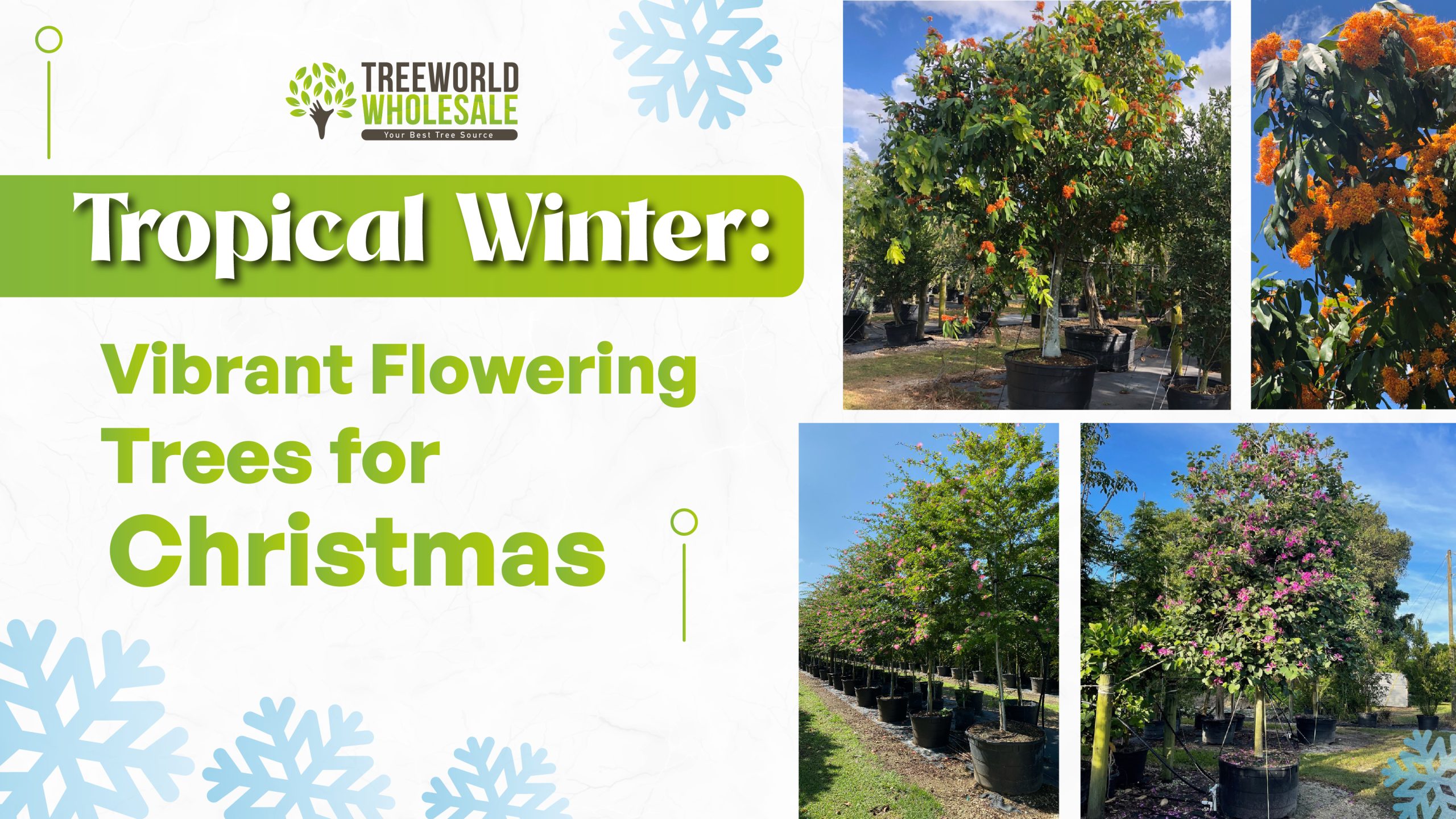 Tropical Winter Flowering Trees | Tree World Wholesale
