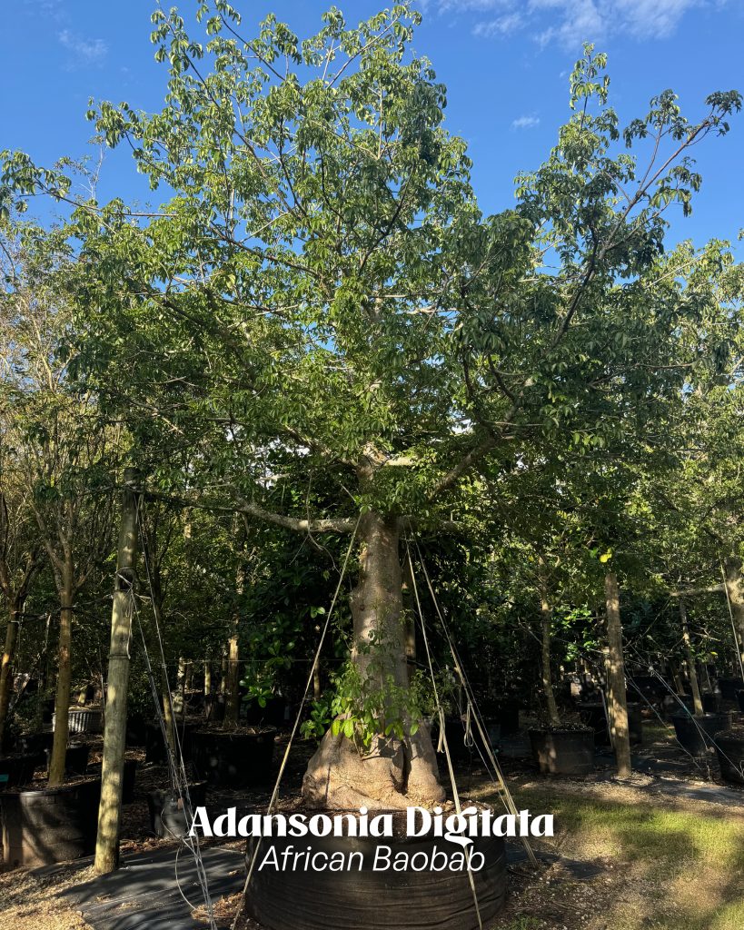 adansonia digitata african baobab