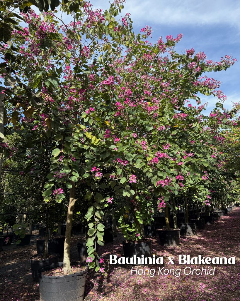 bauhinia x blakeana hong kong orchid