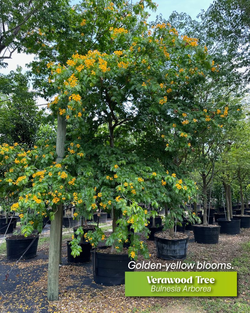privacy landscape ideas with bulensia arborea konwn as verawood tree 100 gallons treeworld wholesale