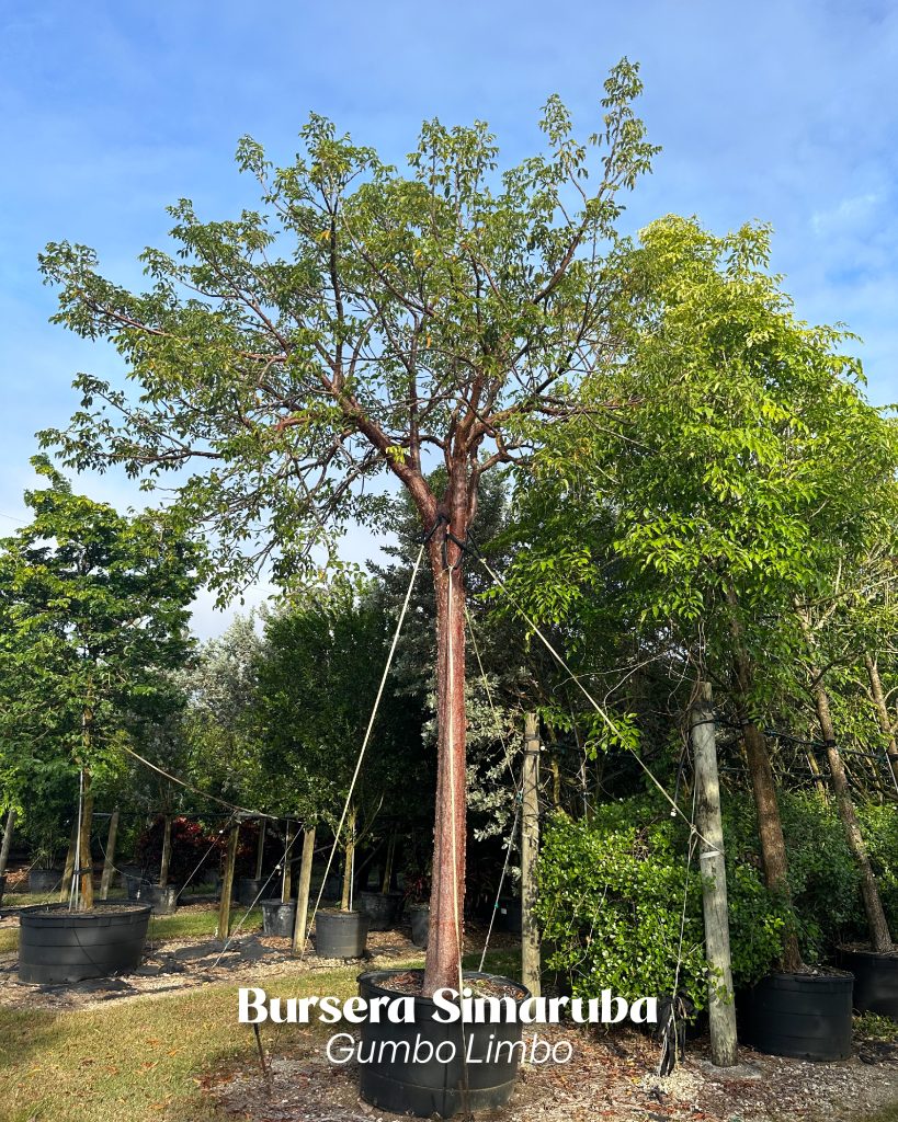 bursera simaruba gumbo limbo