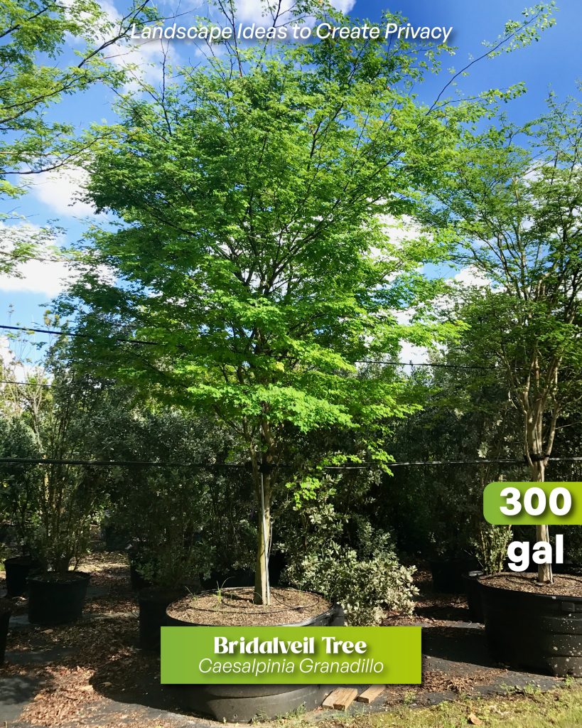 creating privacy with bridalveil trees