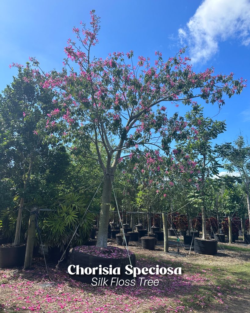 chorisia speciosa silk floss tree
