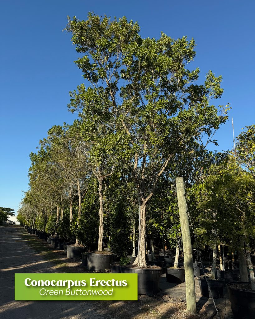 landscape ideas to create privacy with conocarpus erectus - green buttonwood trees