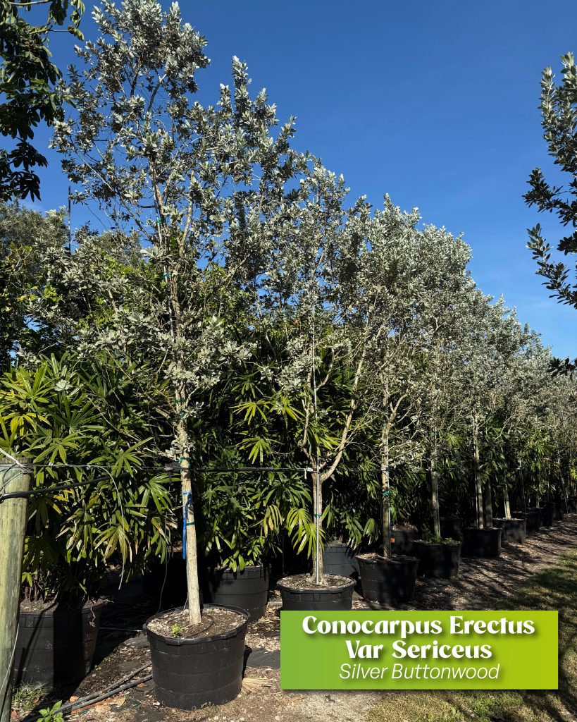 landscaping design and privacy hedges with silver buttowood trees