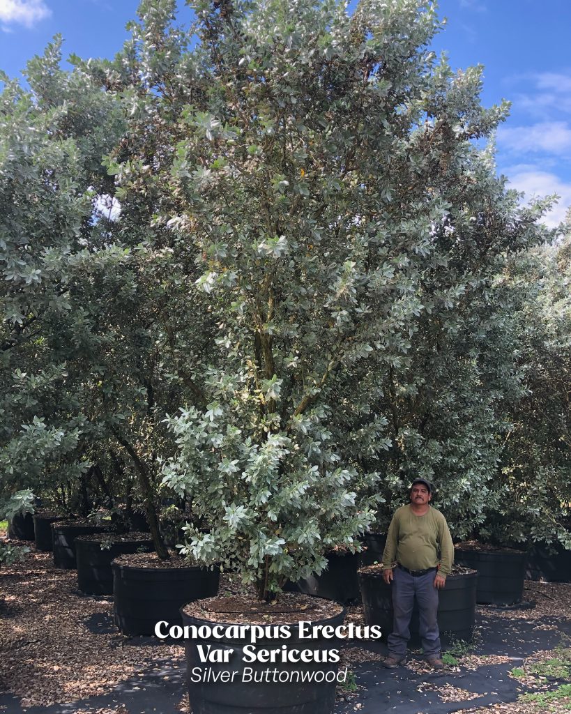 conocarpus erectus var sericeus silver buttonwood 100 gallons