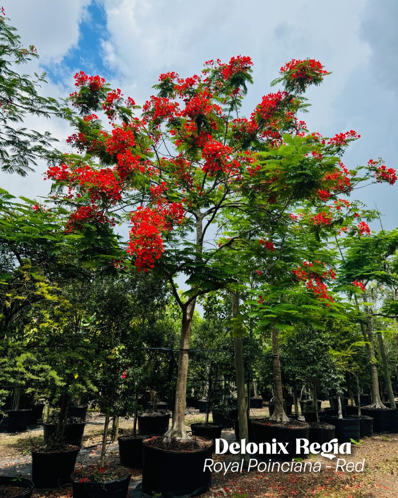 delonix regia royal poinciana