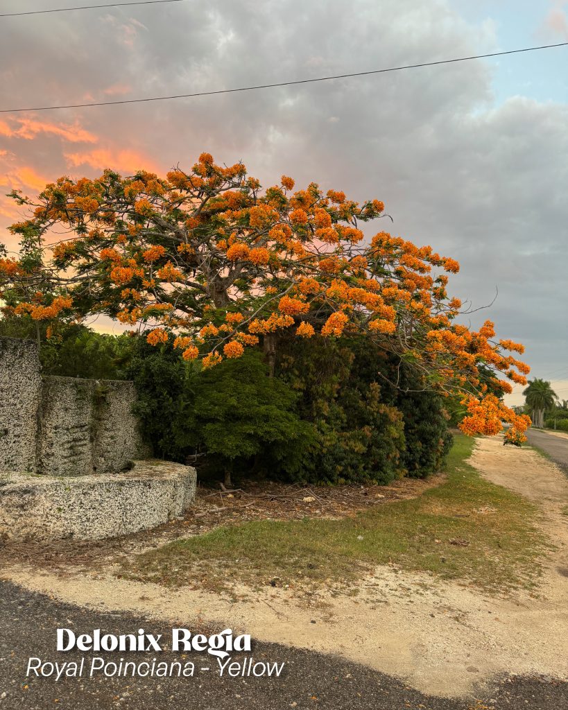 delonix regia var yellow poinciana