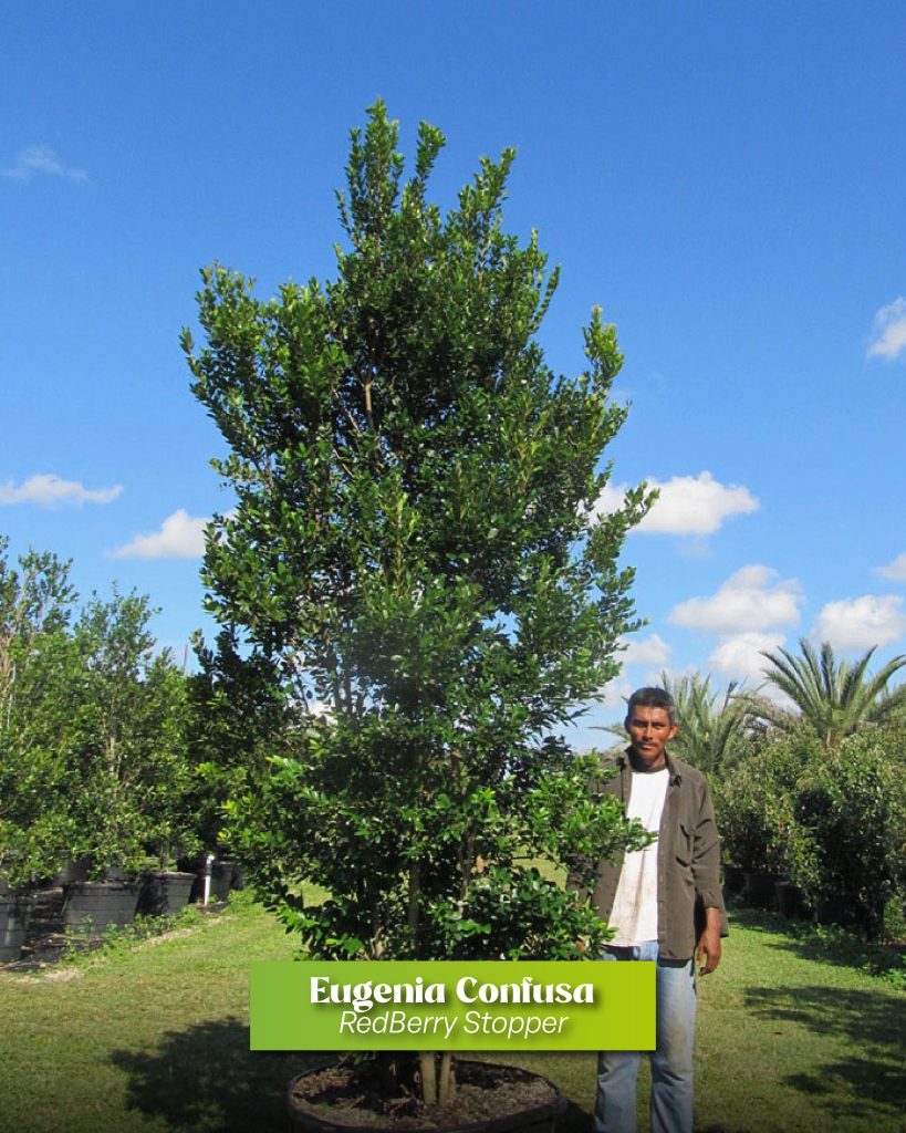 redberry stopper eugenia confusa at treeworld wholesale tree nursery