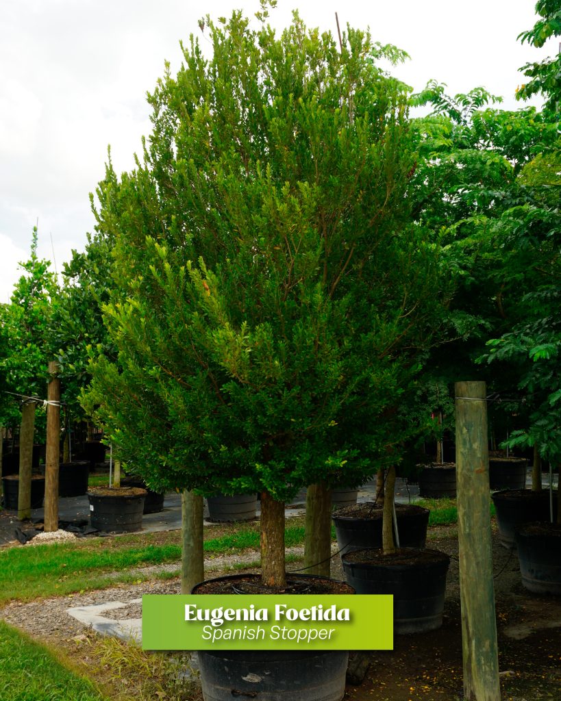 eungenia foetida spanish stopper