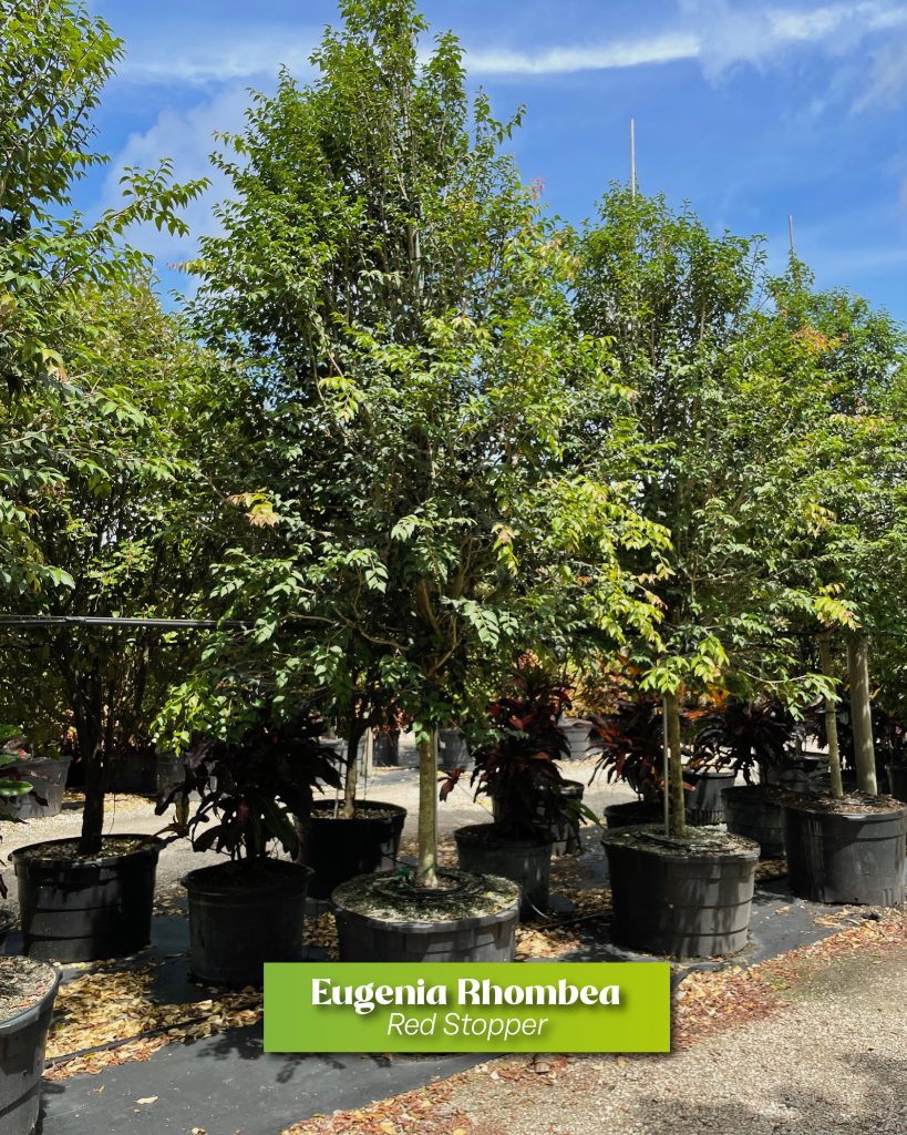eugenia rhombea red stopper homestead, Florida