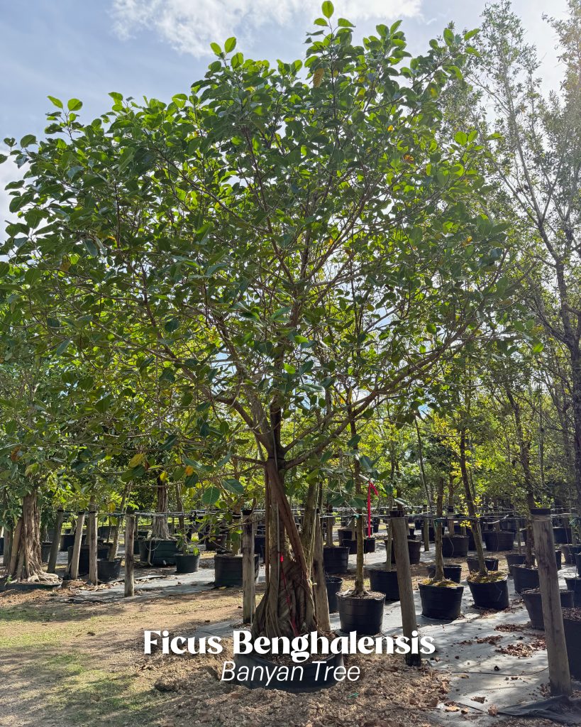 ficus benghalensis banyan tree