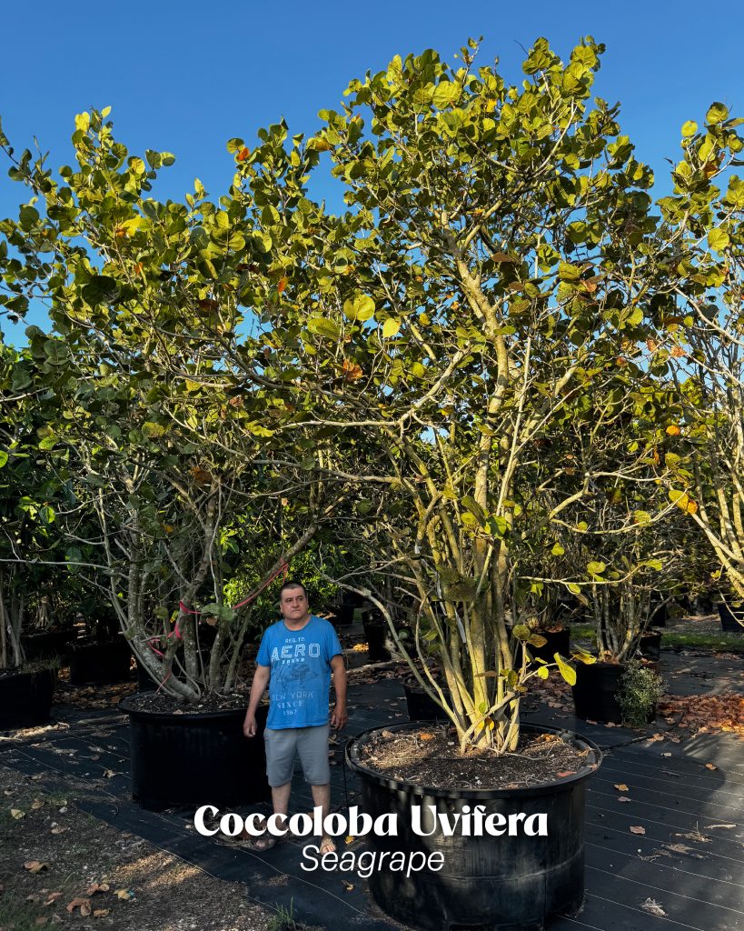 garden coastal landscaping favorite native coccoloba uvifera seagrape