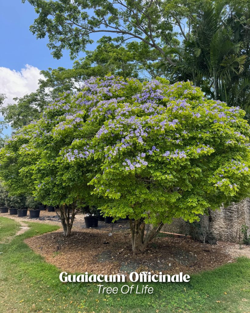 guaiacum officinale tree of life