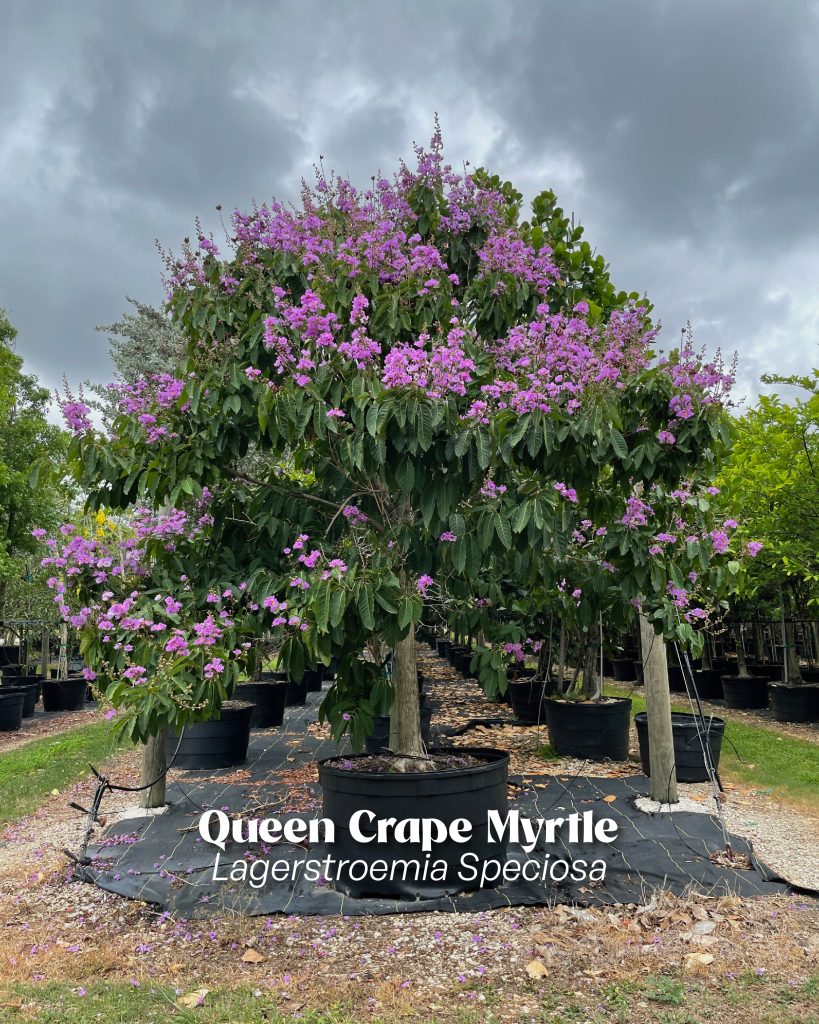lagerstroemia speciosa queen crape myrtle