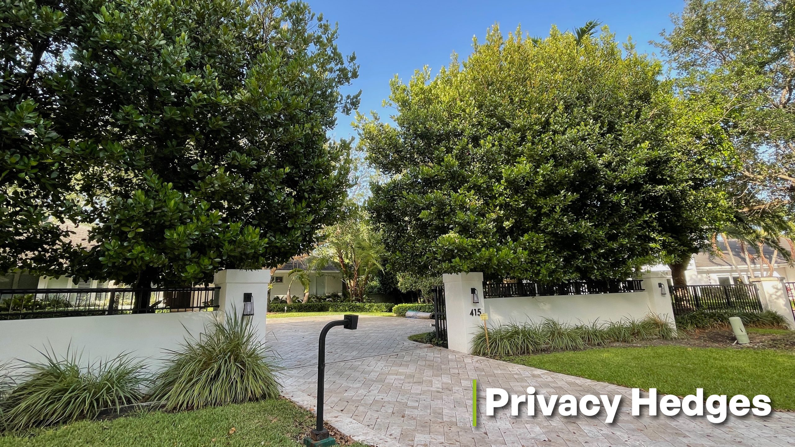 landscape design ideas to create privacy hedges with calophyllum brasiliensis