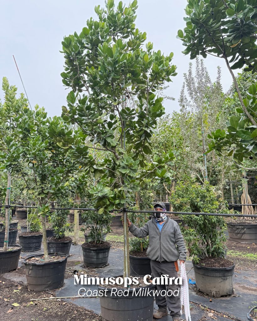 mimusops caffra coast red milkwood