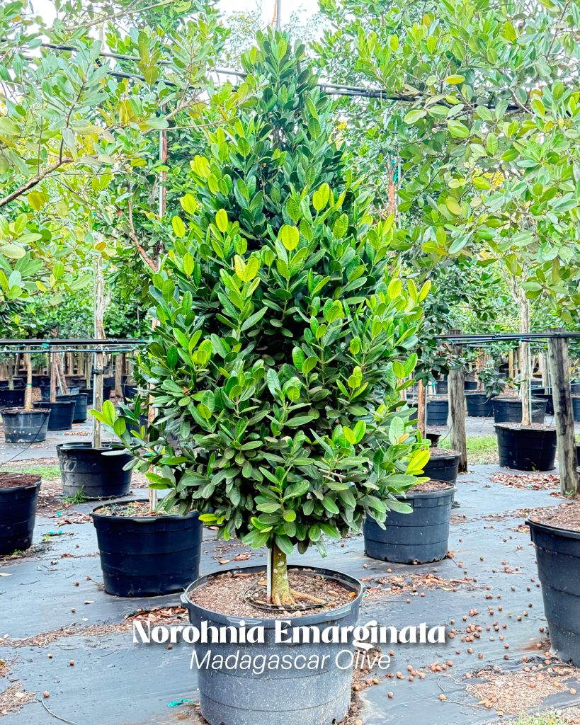 norohnia emarginata madagascar olive