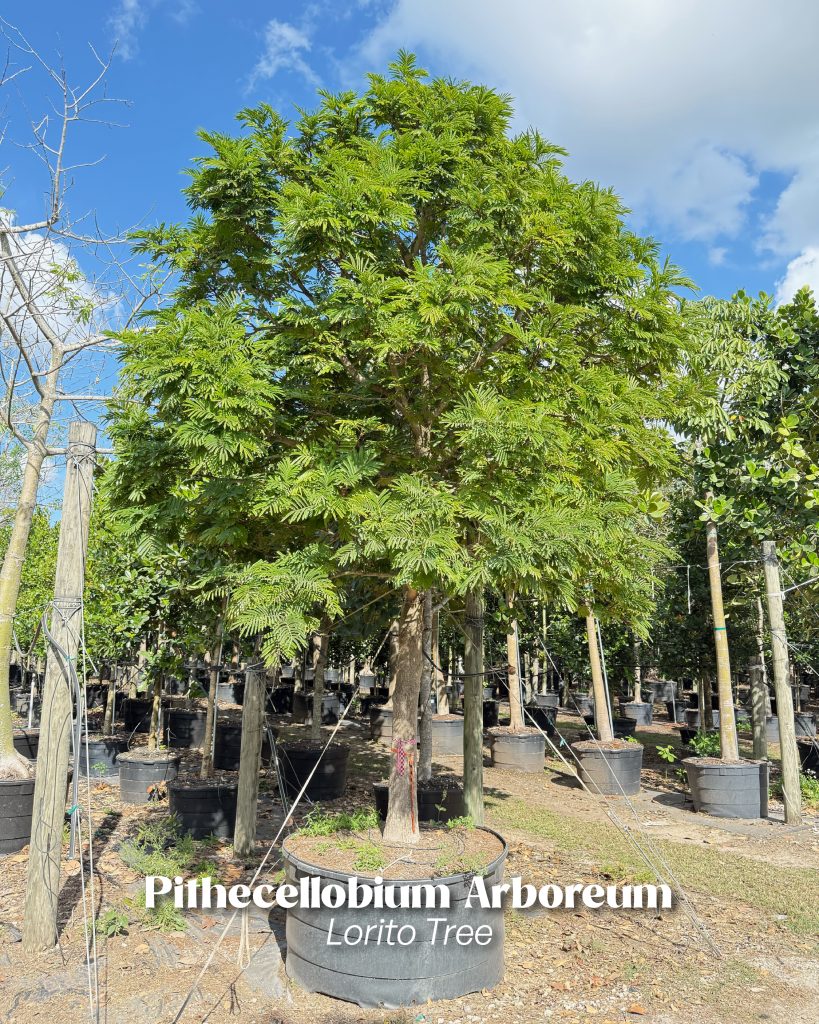 pithecellobioum arboreum lorito tree