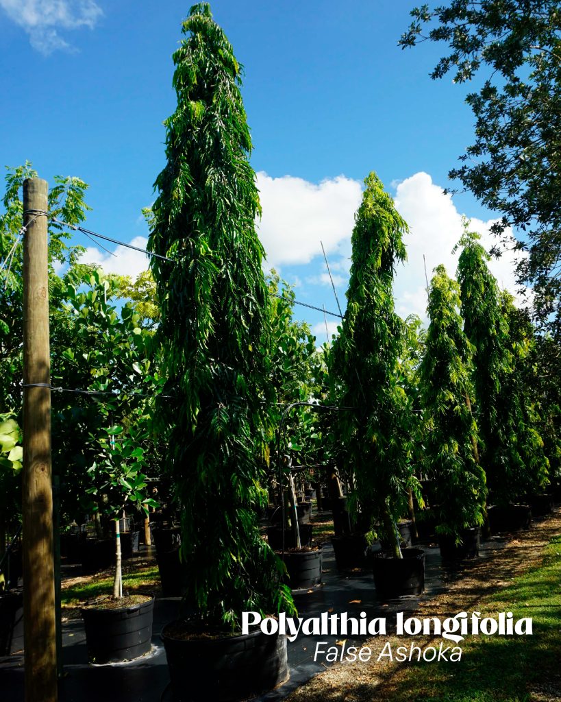 polyalathia longifolia false ashoka indian mast