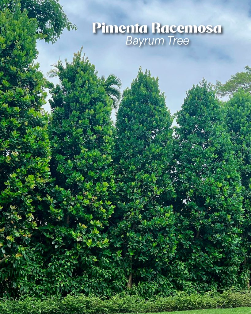 privacy hedge pimenta racemosa bayrum tree