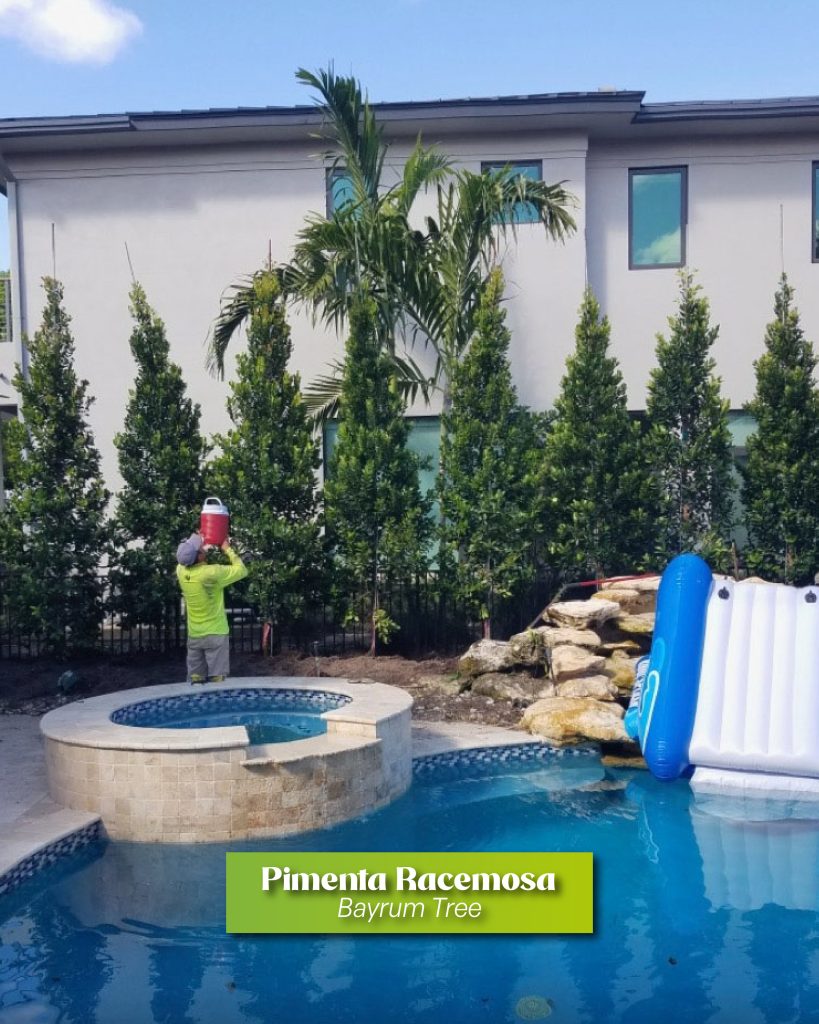 pool side privacy hedge with pimenta racemosa bayrum tree