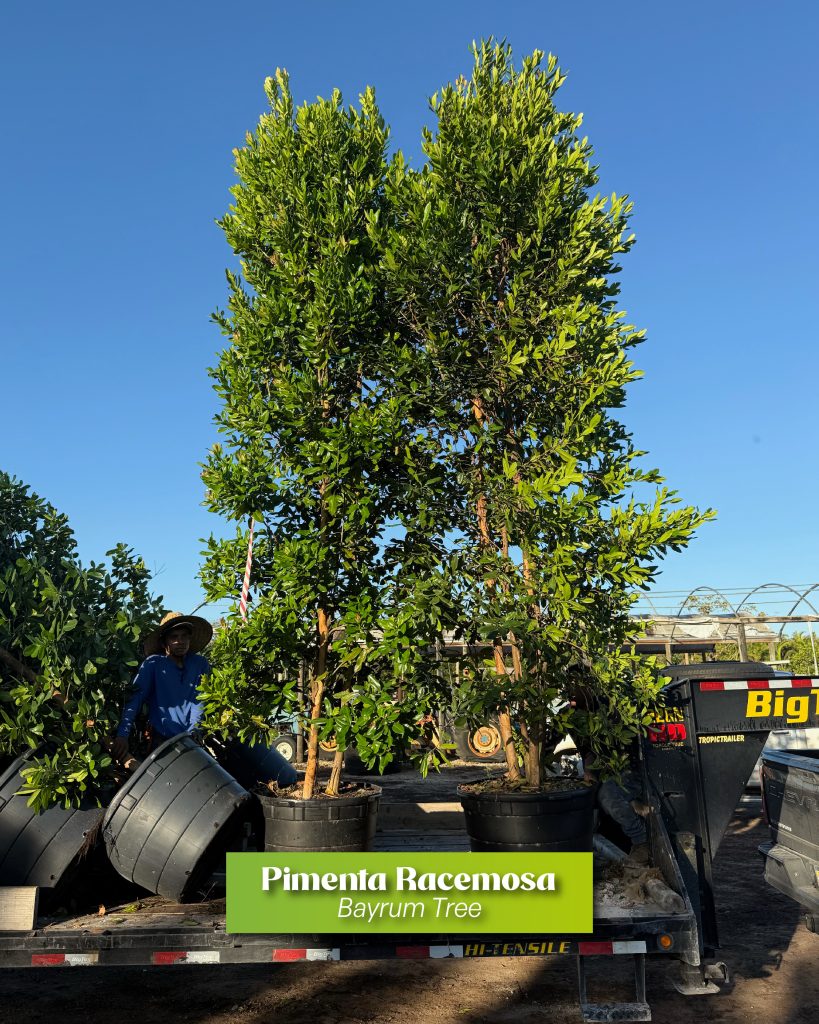 privacy landscaping pimenta racemosa bayrum tree