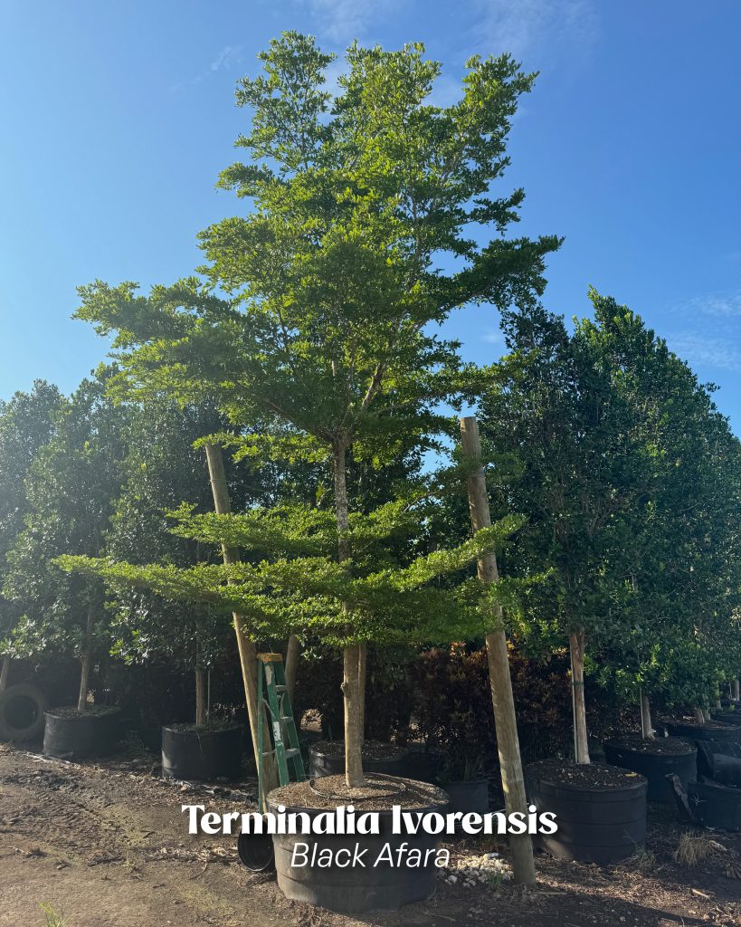 terminalia ivorensis black afara