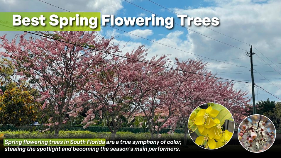 Cassias are some of the best spring flowering trees in south florida and the caribbean