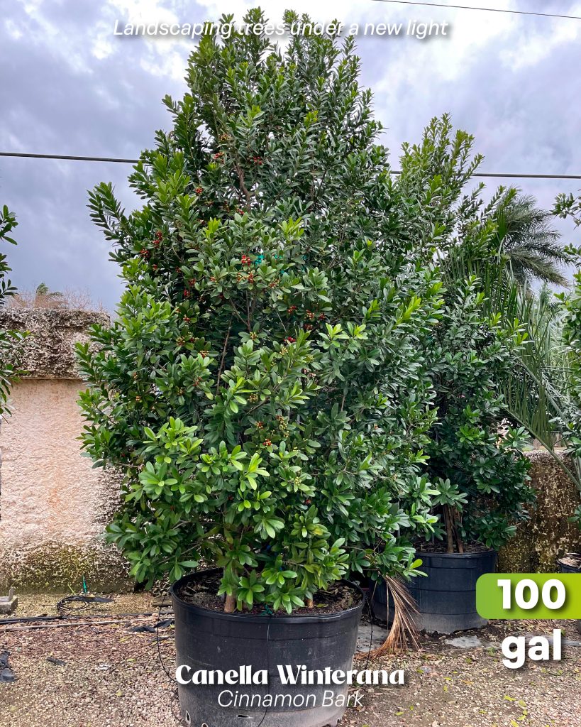 canella winterana 100 gallons cinammon bark