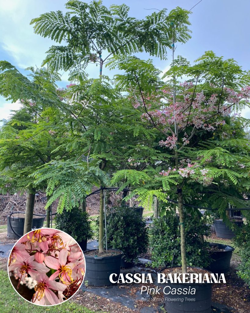 Blooming Cassia Bakeriana trees with soft pink flowers