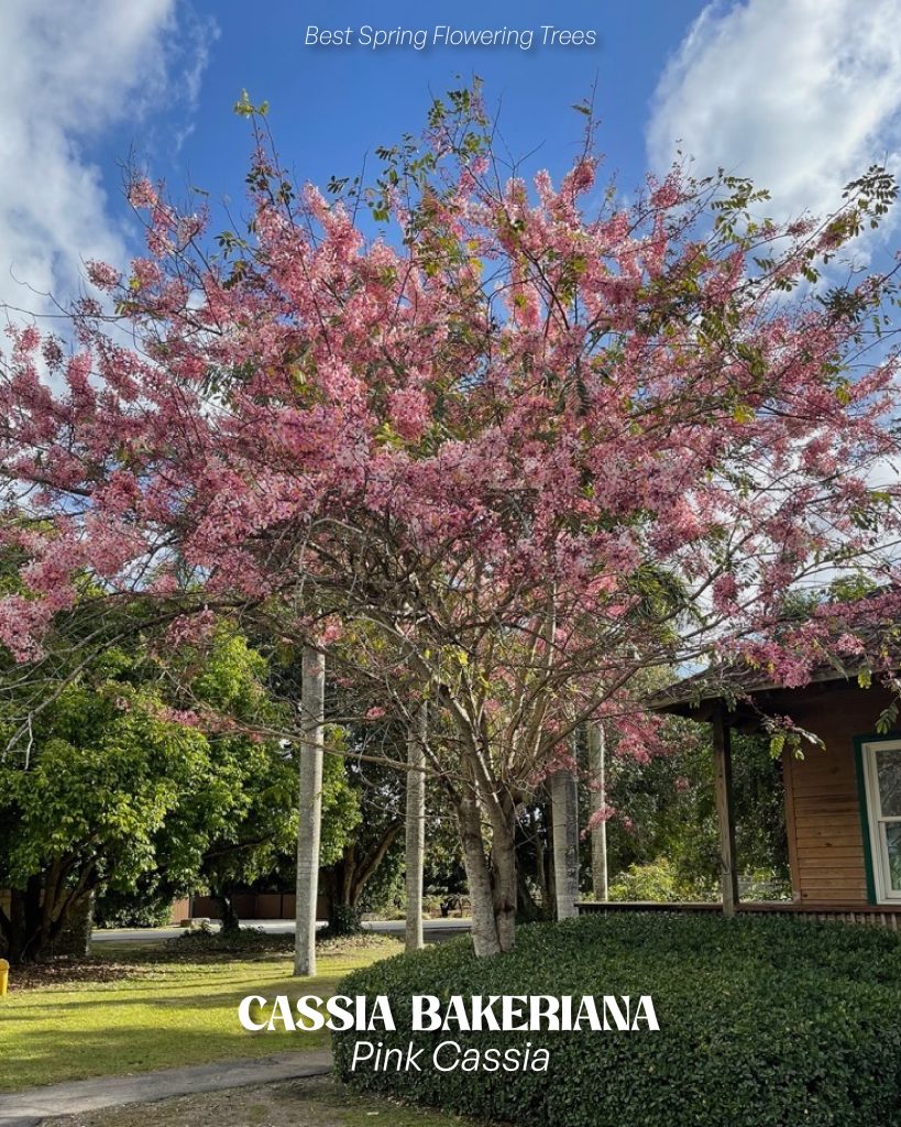 Cassia Javanica trees with soft pink blossoms - spring flowering example
