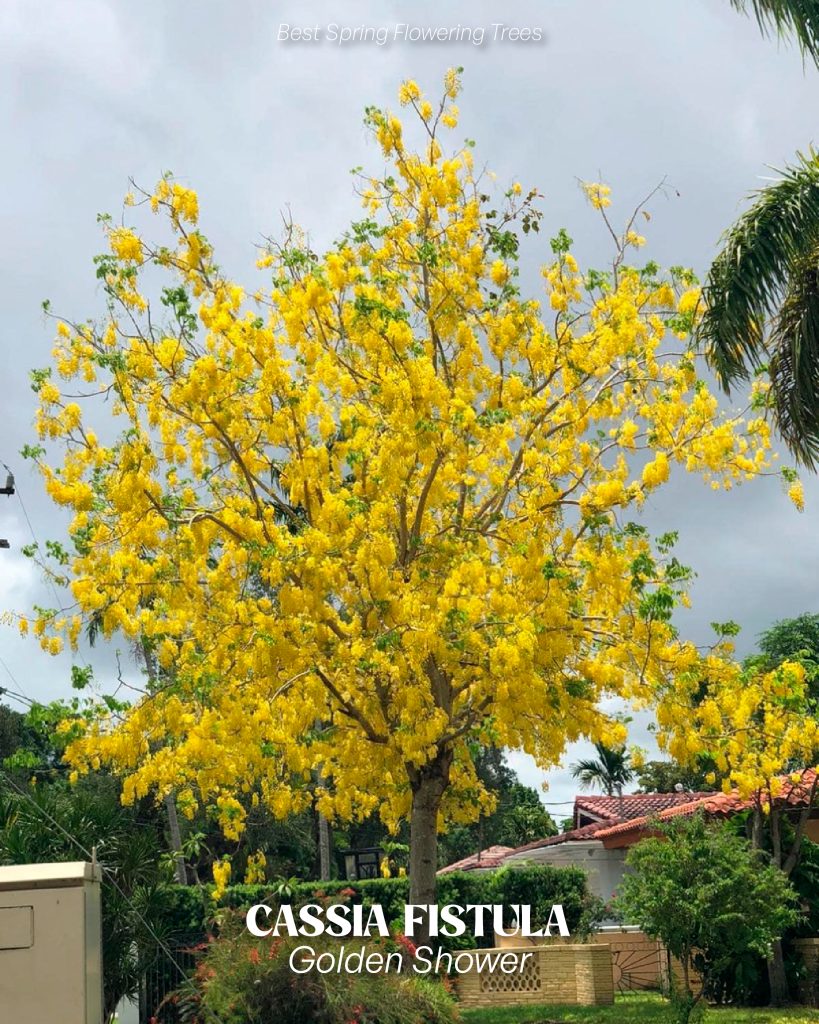 Cassia fistula trees with yellow blossoms - spring flowering example
