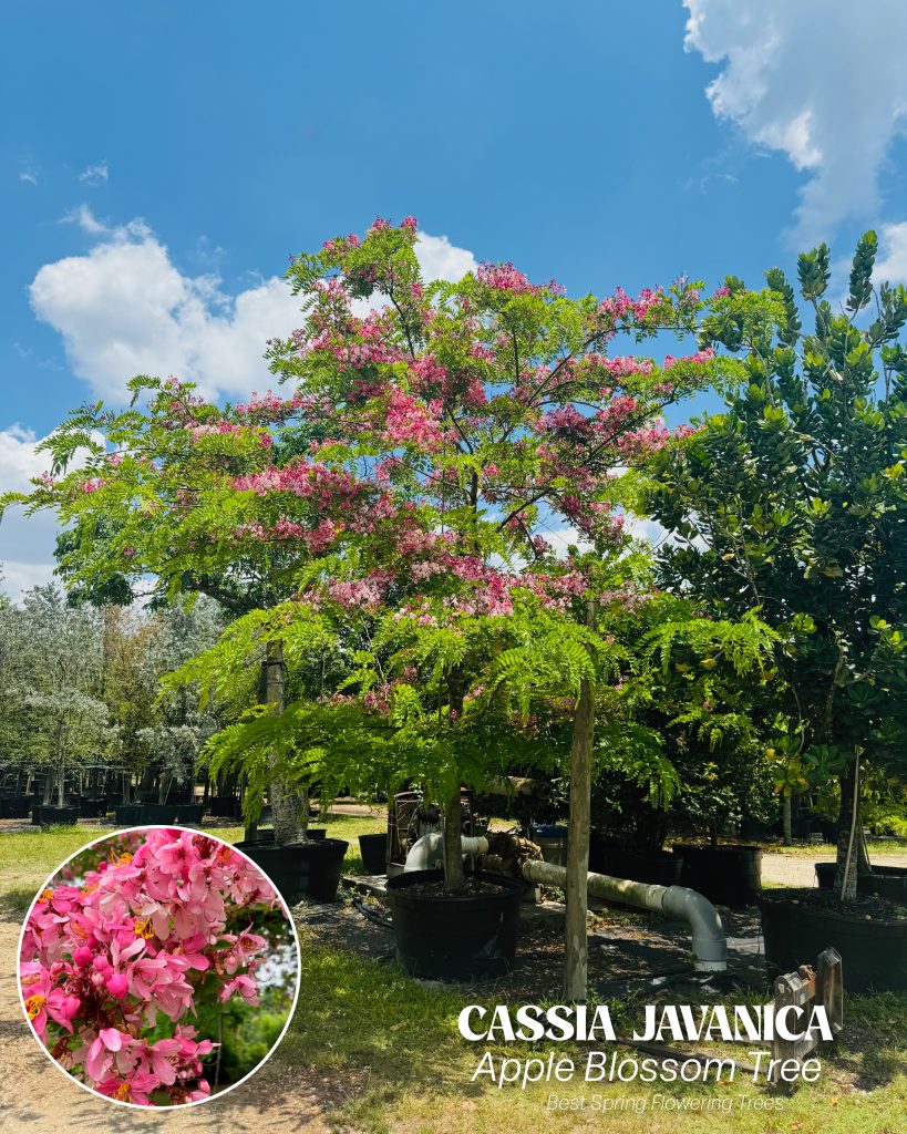 Blooming Cassia Bakeriana trees with soft pink flowers