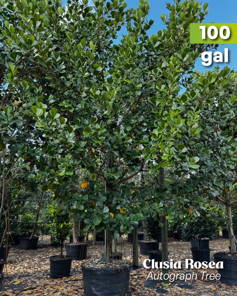 clusia rosea autograph tree 100 gallons