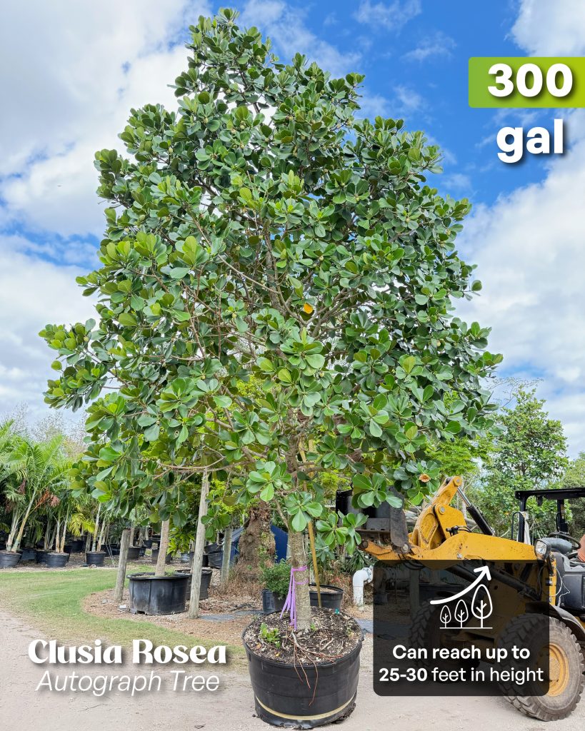 clusia rosea autograph tree 300 gallons
