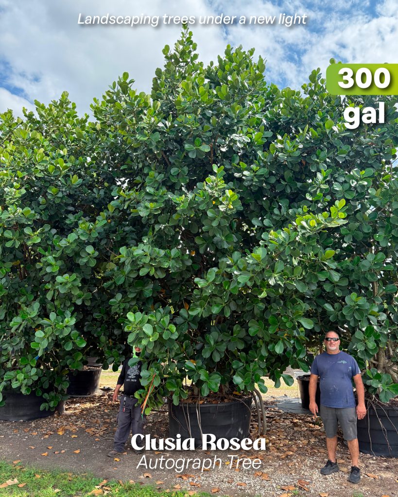 clusia rosea autograph tree 300 gallons