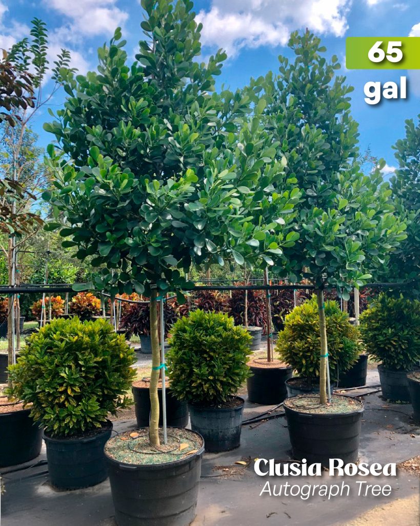 clusia rosea autograph tree 65 gallons