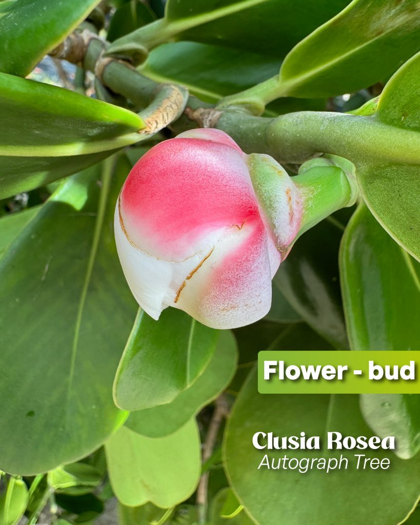 clusia rosea autograph tree flower bud