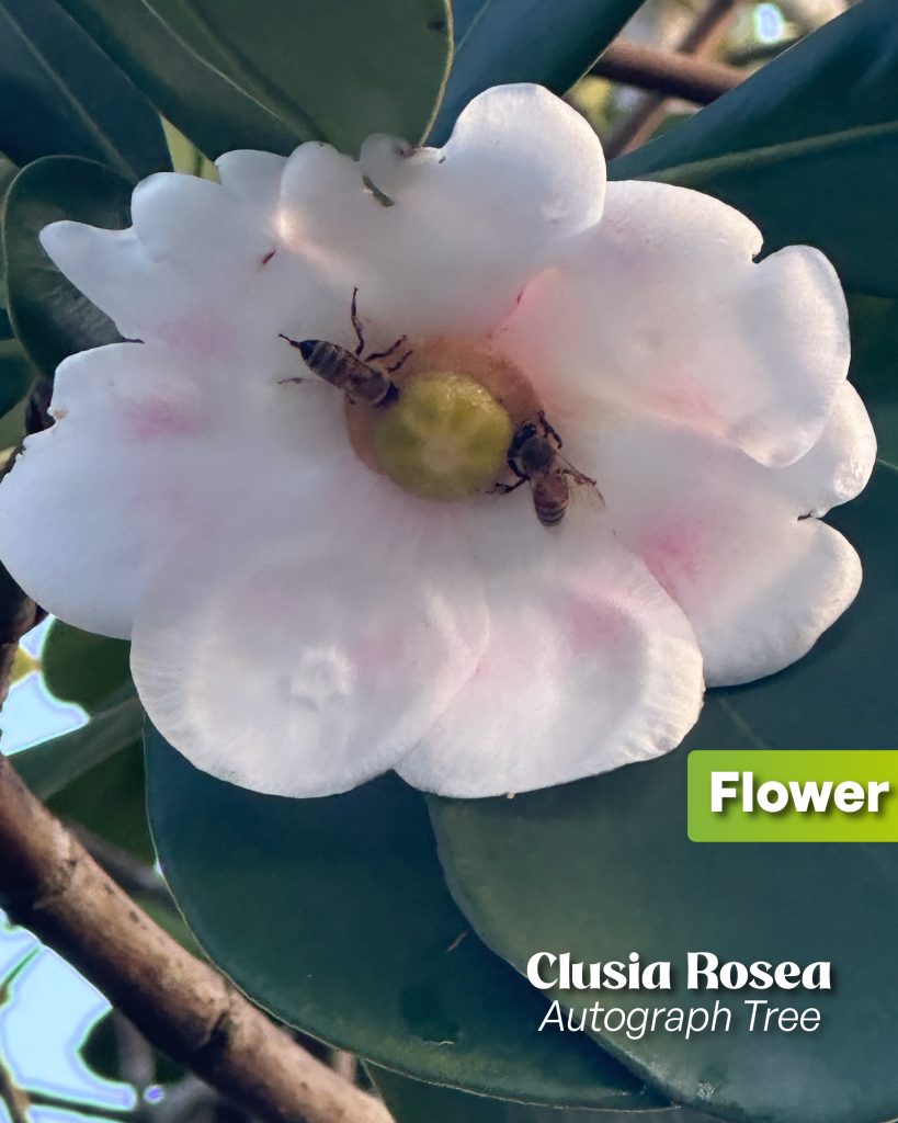 clusia rosea autograph tree flower