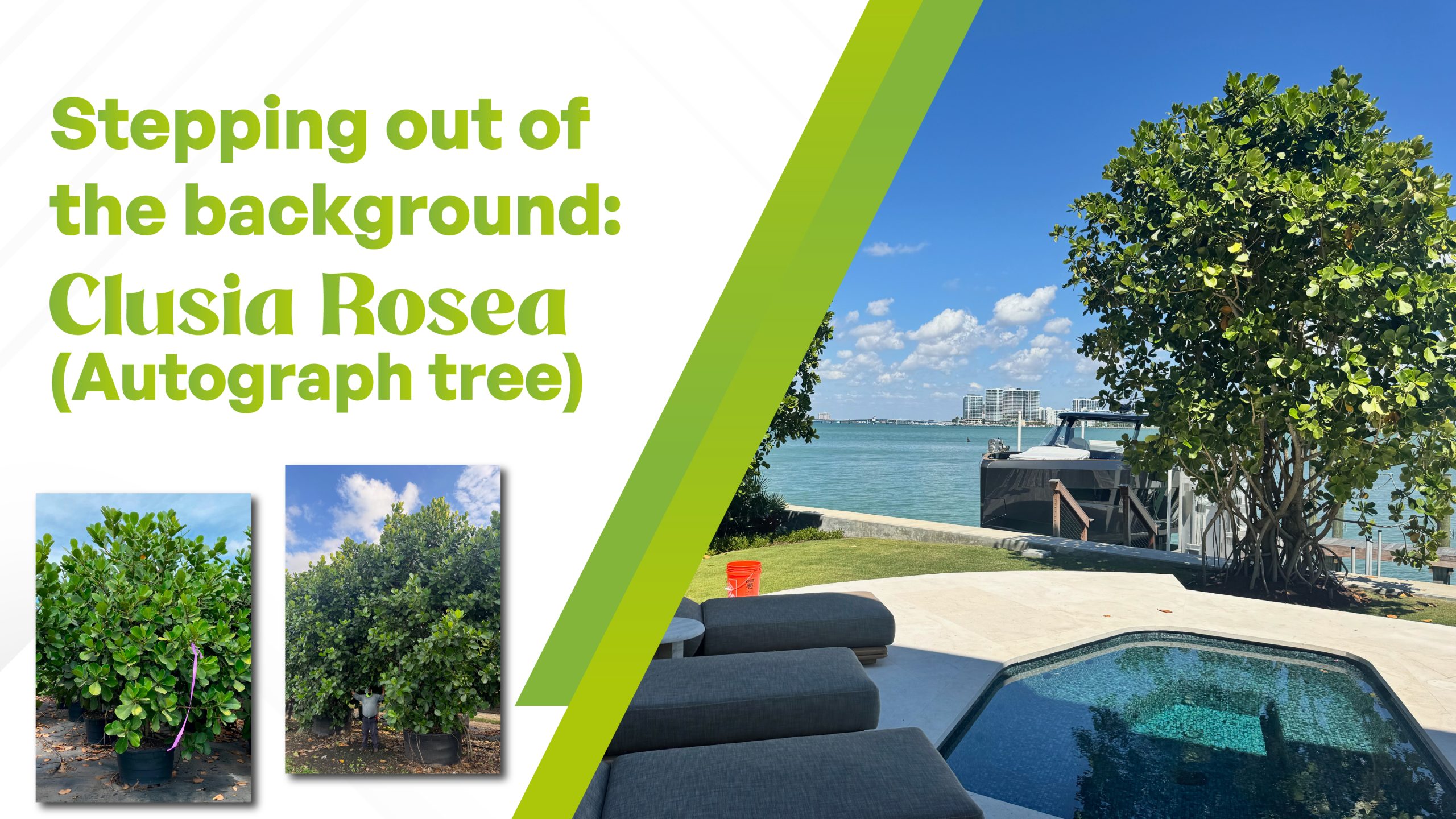 Clusia rosea (Autograph Tree or Pitch Apple): Stepping Out of the Background in Your Next Landscape Project