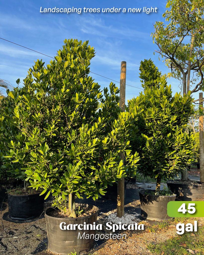 garcinia spicata mangosteen tree 45 gallons